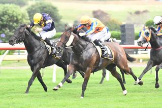 2018 Karaka Million 2YO winner Avantage (Fastnet Rock).